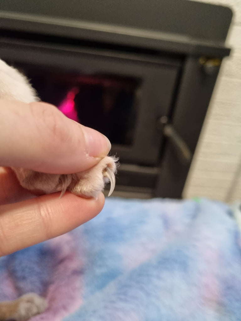 How to Clip Cat Nails