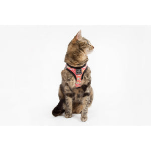 Sashimi Harness