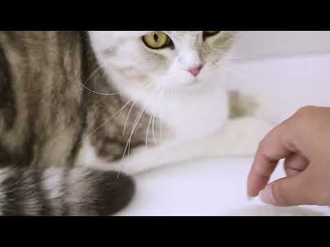 PETKIT Everclean Pet Massage Comb - WHITE